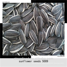 2019 new crop INNER MONGOLIA  sunflower seeds,  sunflower seeds for human consumption